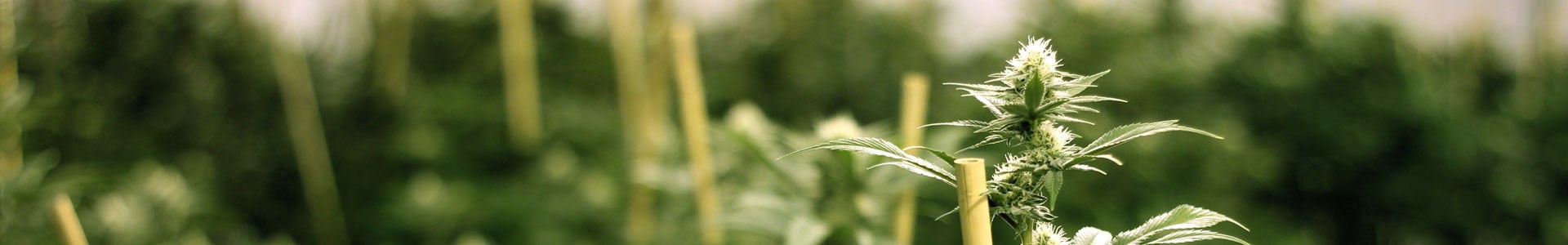 about growers choice cannabis shop California seeds cannabis seeds provider