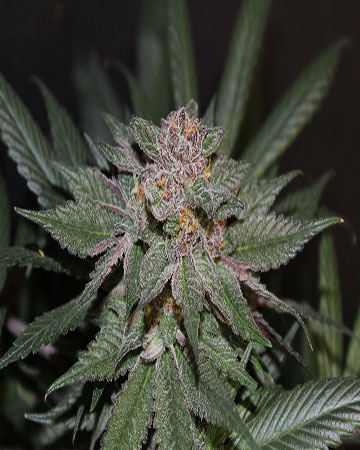 Buy CBD Blueberry