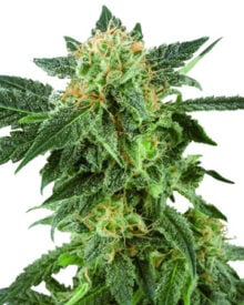 Buy American Haze