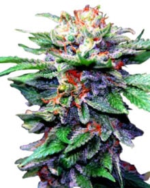 blueberry cannabis seed planted and ready for harvest