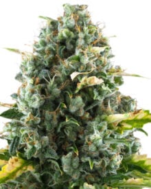 top cannabis seeds for sale in cbd moby dick