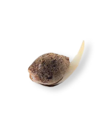 Buy Diesel Seeds