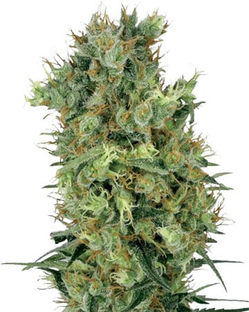 Buy-premium-seeds-Diesel-Feminized-Cannabis-Seeds Buy-premium-seeds-Diesel-Feminized-Cannabis-Seeds