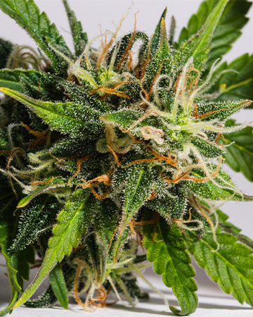 Buy American Haze