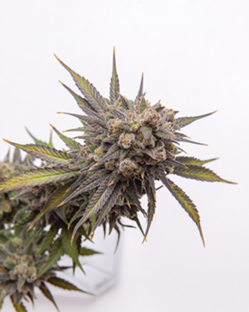 Buy Critical Purple Auto