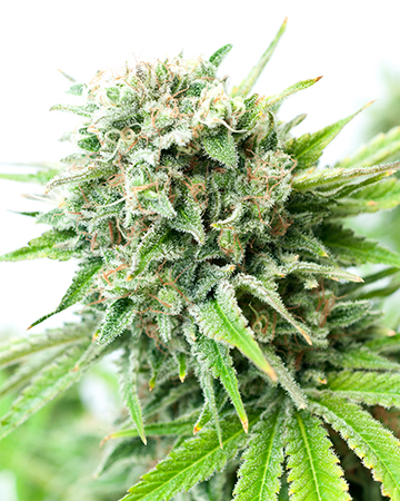 Buy Diesel Seeds