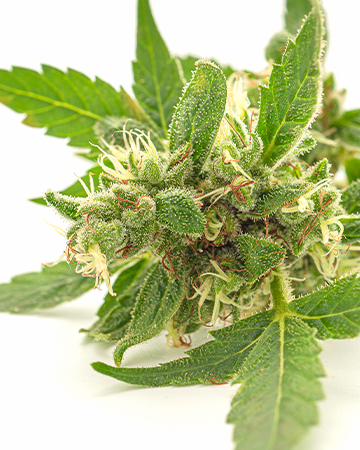 Buy Northern Lights Auto