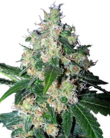 Buy Mazar Seeds