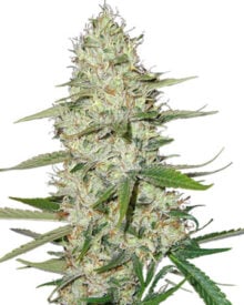 Buy Power Plant