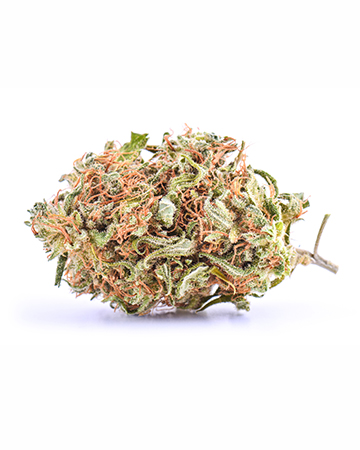 Buy Diesel Seeds