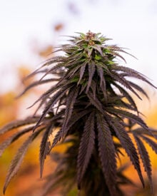 Shop Premium Blueberry Autoflowering Cannabis Seeds