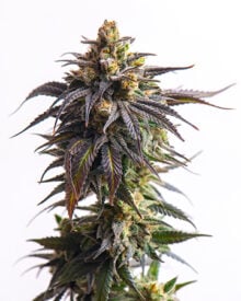 Shop Critical Purple Autoflower Seeds