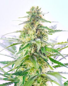 Buy Tangerine Dream Auto