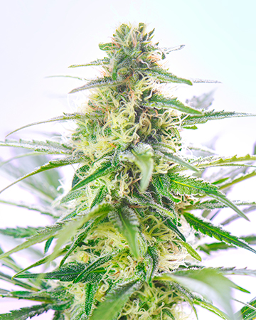 Buy Tangerine Dream Auto
