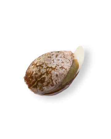 Single Blueberry Autoflower Seed