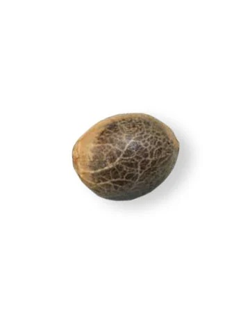 Buy White Widow Seeds