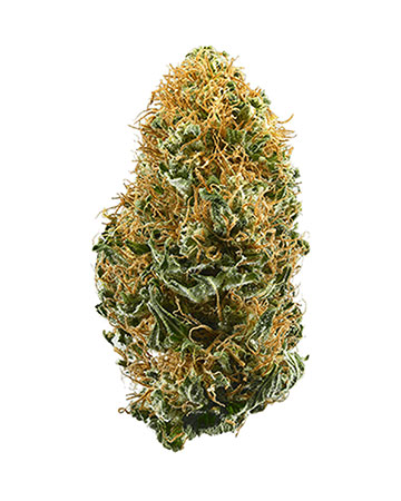 Buy White Widow Seeds