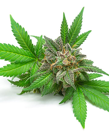 Buy Afghan Auto