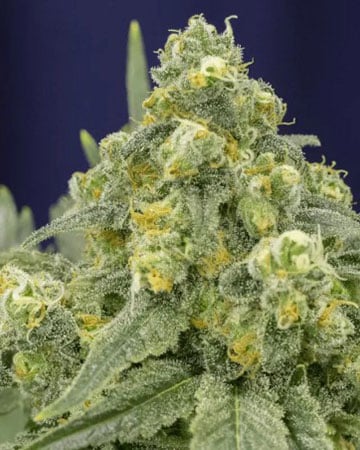 buy-premium-feminized-cannabis-white widow