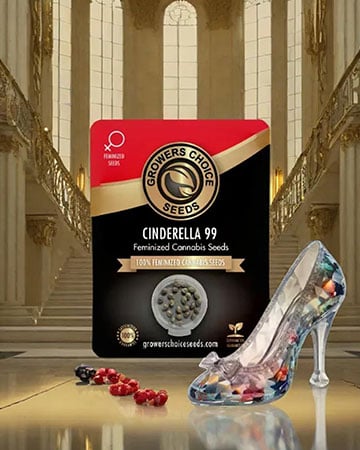 Cinderella 99 seeds