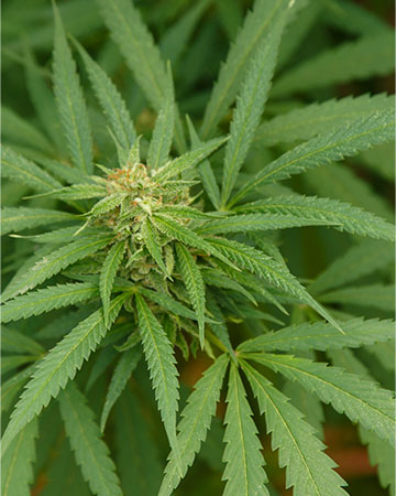 Buy Jack Herer
