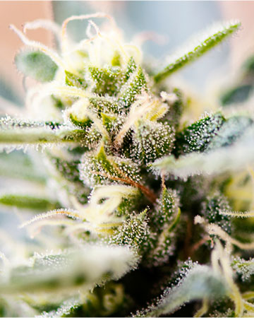 Buy Mazar Seeds