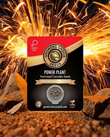 power plant cannabis seeds