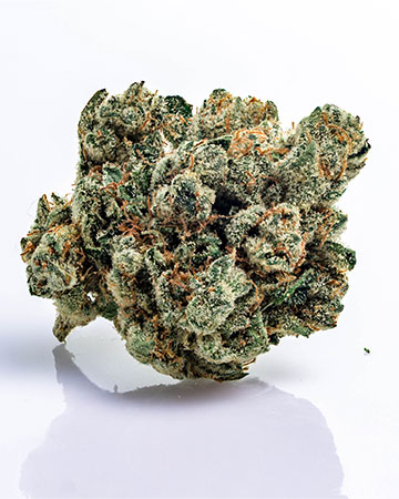 Buy Great White Shark