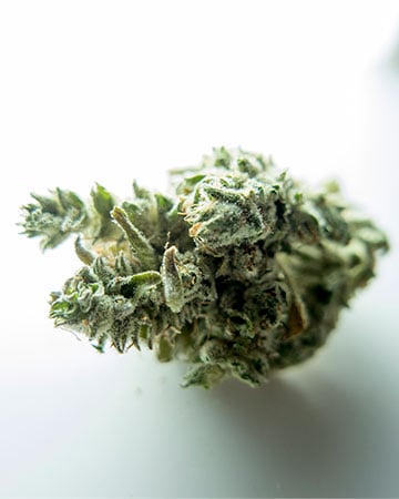 premium dried cannabis nug from Jack-Herer-Strain-Feminized-Seeds