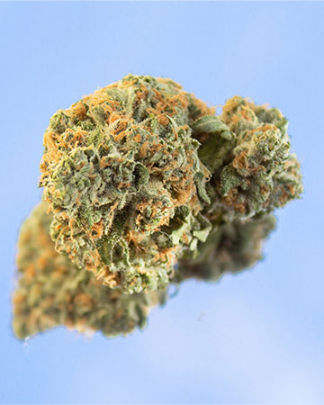 Buy Mazar Seeds