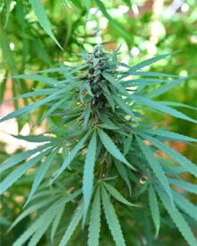 Buy Jack Herer