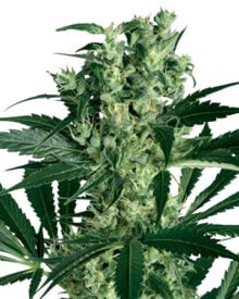 Buy CBD Critical Mass