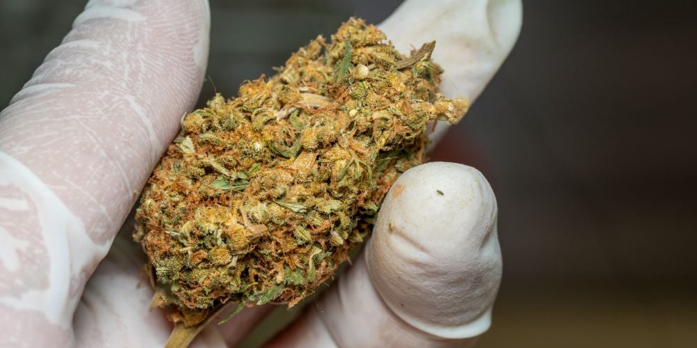 cannabis terpenes