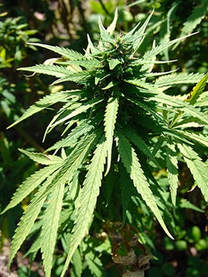 growing pot plants outdoors