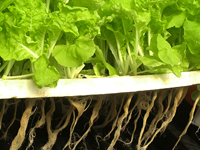 aeroponics marjiuana