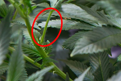 cannabis plant anatomy stem of plant