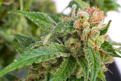 cannabis plant sugar leaves