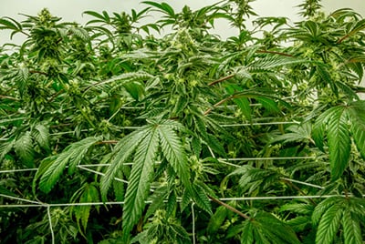 cannabis screen of green how to