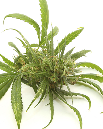Buy Gorilla Glue (GG1) Auto