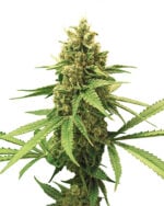 Shop Premium Gorilla Glue Autoflowering Cannabis Seeds