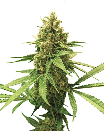 Shop Premium Gorilla Glue Autoflowering Cannabis Seeds