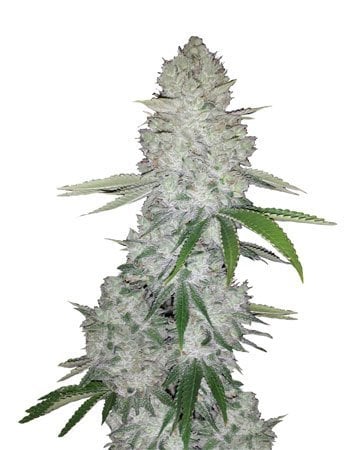 Buy Best Beginner Combo Pack of Grower Choice Seeds