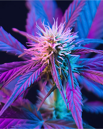 Buy Purple Kush