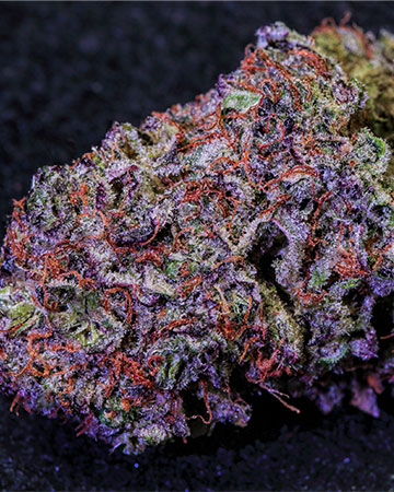 Buy Purple Kush