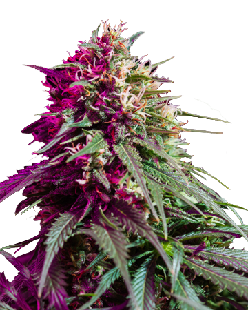 Purple Kush Feminized Cannabis Seeds