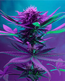 Buy Purple Kush