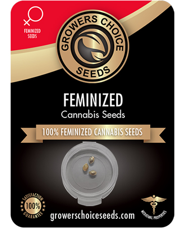Buy Blueberry Kush Seeds