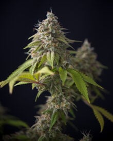 Buy Blueberry Kush Feminized Cannabis Seeds