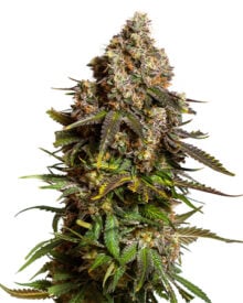 Buy Bubba Kush