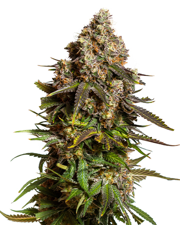 Buy Bubba Kush